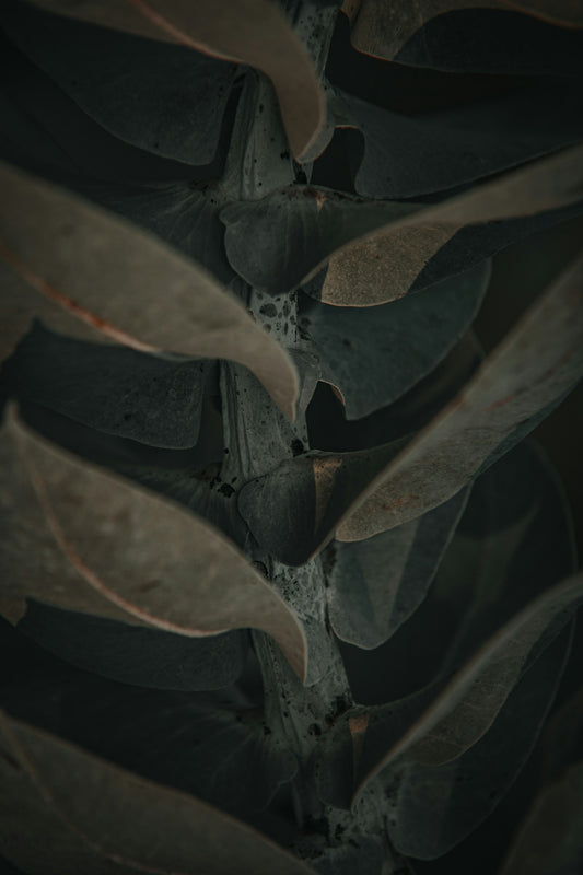 green and brown plant in close up photography